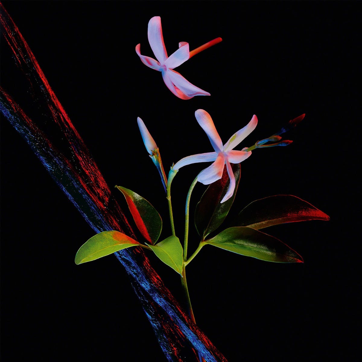Black Opium Glowing