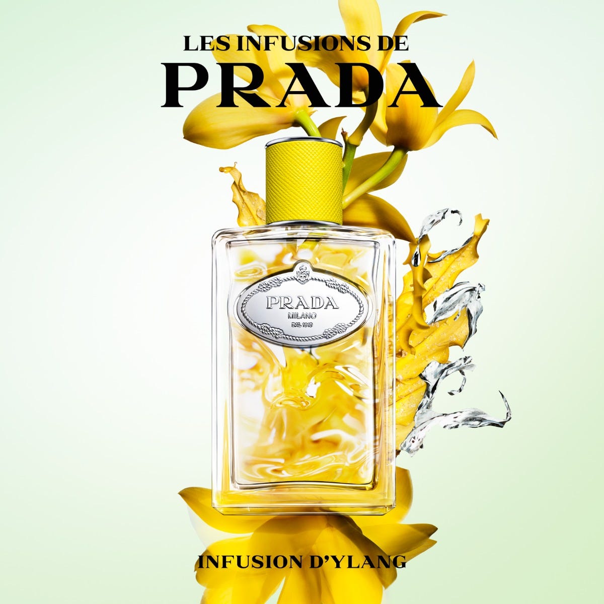 Infusion D'Ylang