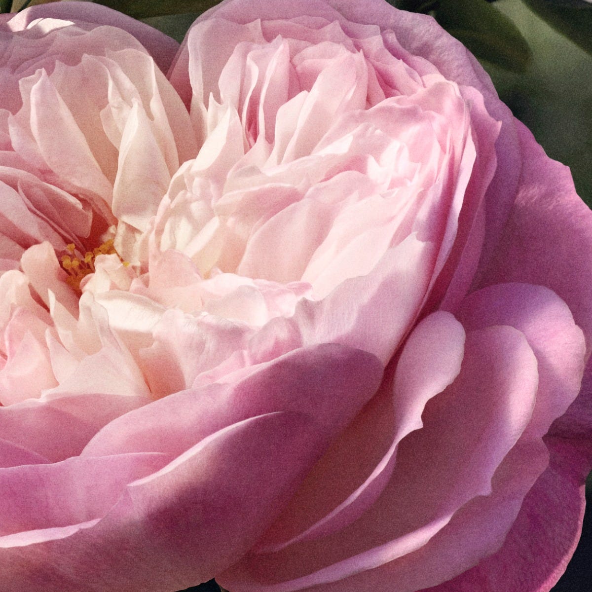 Chloé Rose Naturelle 150 ml Refill