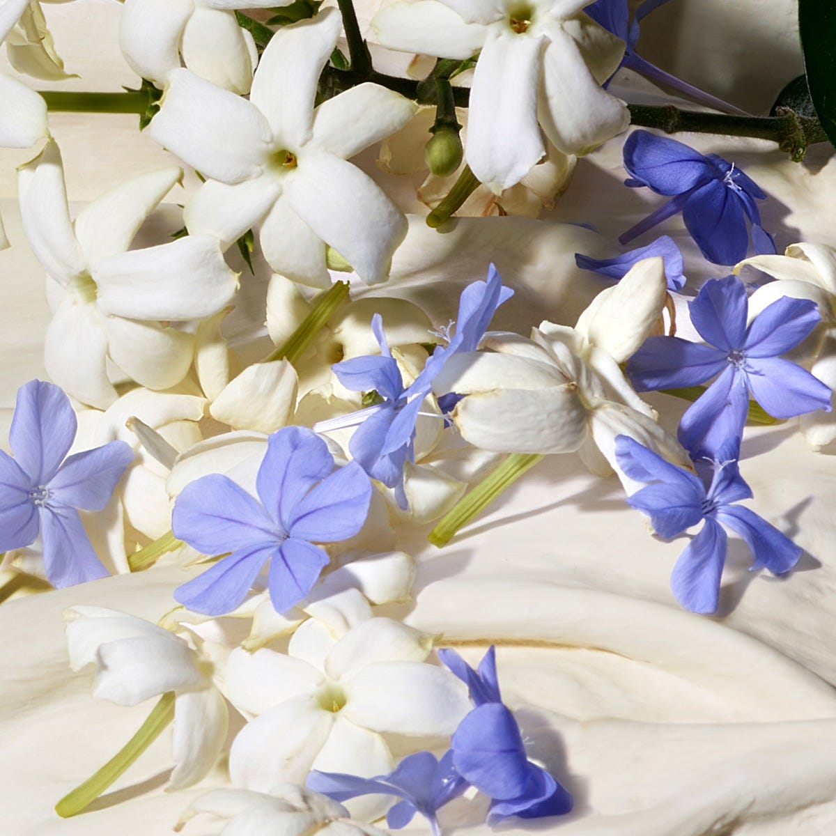 Dolce Blue Jasmine Eau de Parfum 30ML