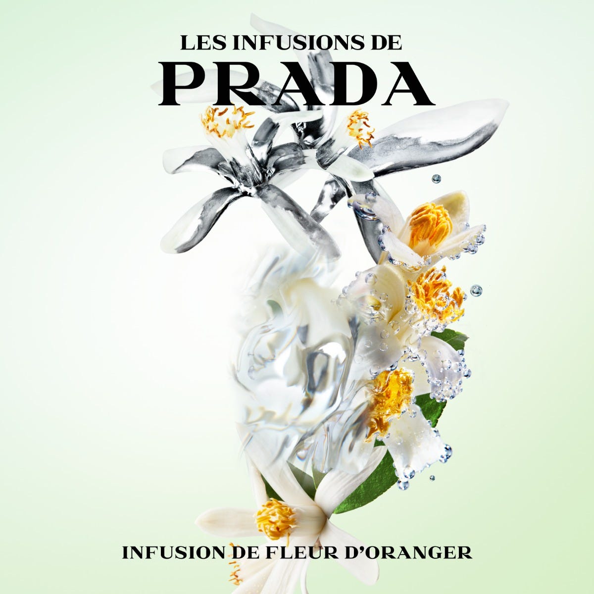 Infusion Fleur D'Oranger