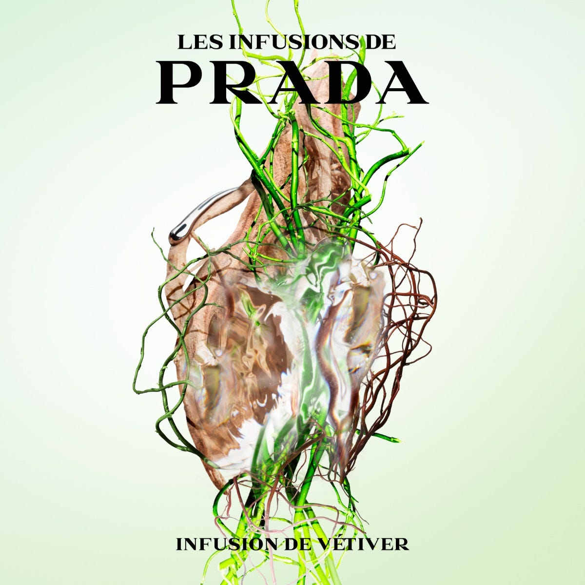 Infusion Vetiver
