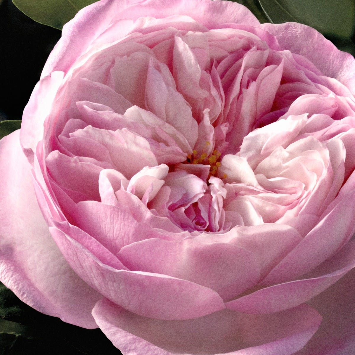 Chloè Rose Naturelle Intense