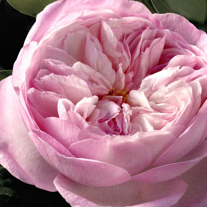 Chloè Rose Naturelle Intense